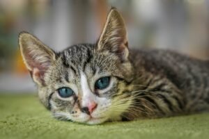 european shorthair, cat, animal-8601492.jpg
